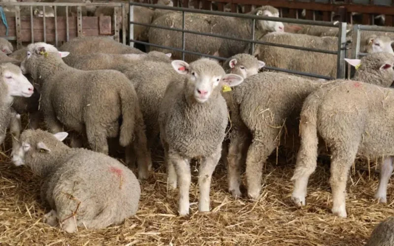 À l'approche de l'Aïd al-adha, les prix de l'agneau s'envolent en France