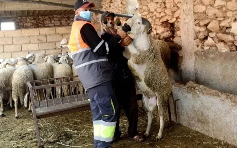Aïd Al-Adha au Maroc : combien coûte un mouton ? 