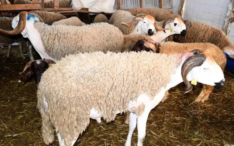 Le prix du mouton moins cher au Maroc qu'en Algérie 