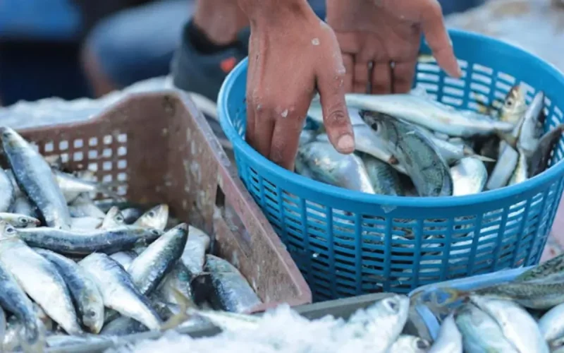 La sardine à 5 dirhams le kilo, concurrence déloyale ou coup de génie ?