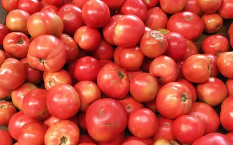 Voici pourquoi le prix de la tomate a flambé au Maroc