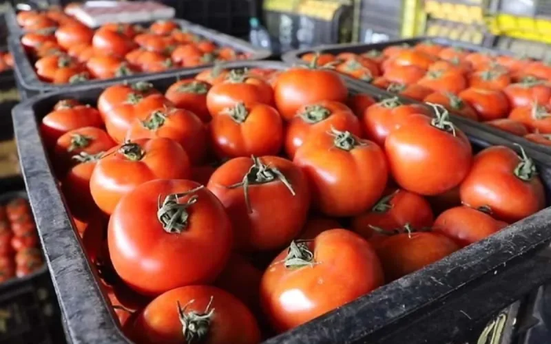 Les tomates flambent en France, le Maroc en cause