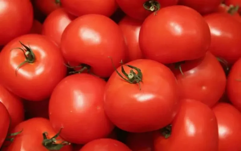 Maroc : comment expliquer la forte hausse du prix de la tomate ?