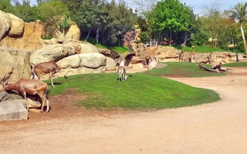 Trop cher zoo de Casablanca