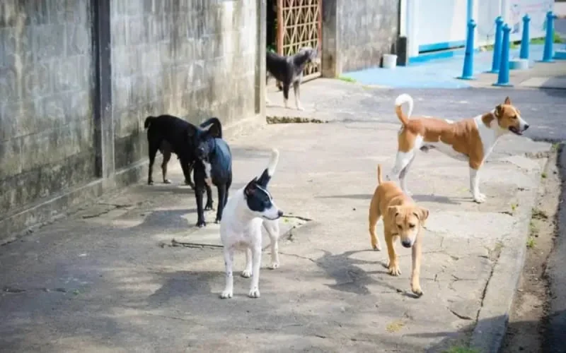 Attaque de chiens au Maroc : urgence de résoudre une véritable problématique