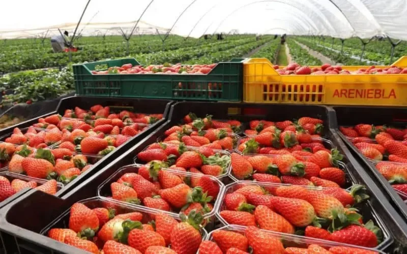 Les producteurs de fraise espagnols dénoncent la concurrence marocaine