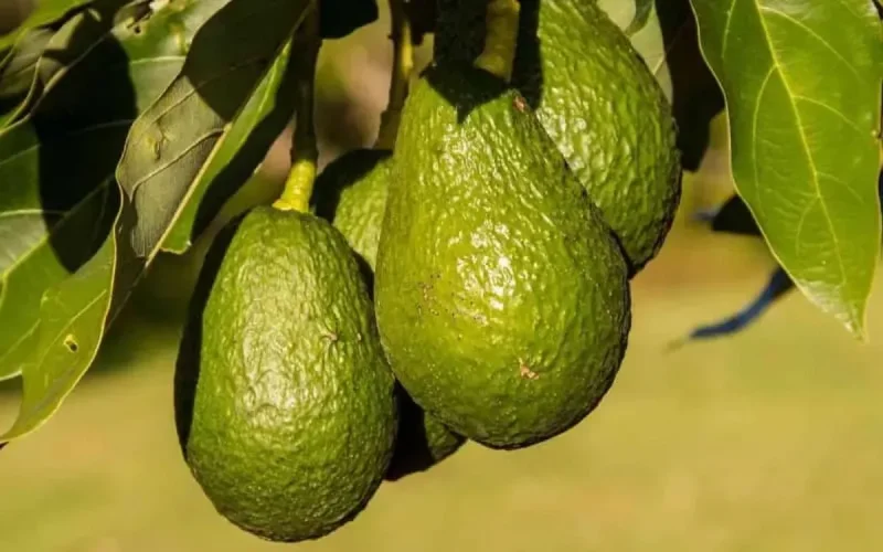 La société israélienne Mehadrin veut produire des avocats au Maroc