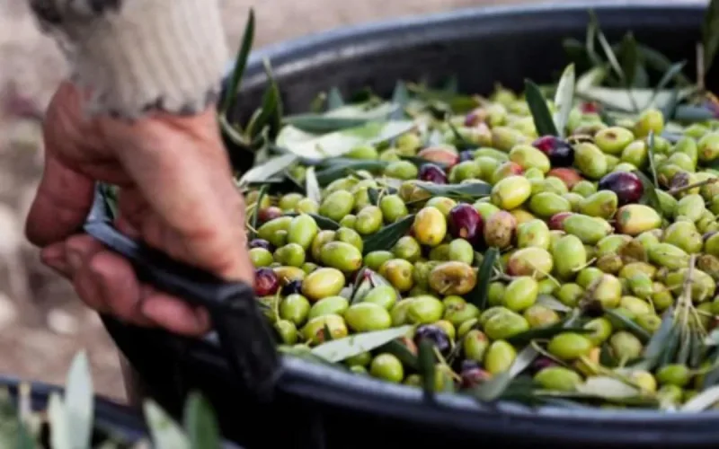 L'huile d'olive encore plus chère au Maroc