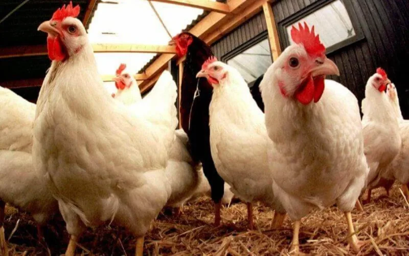 Les producteurs espagnols en croisade contre les produits marocains