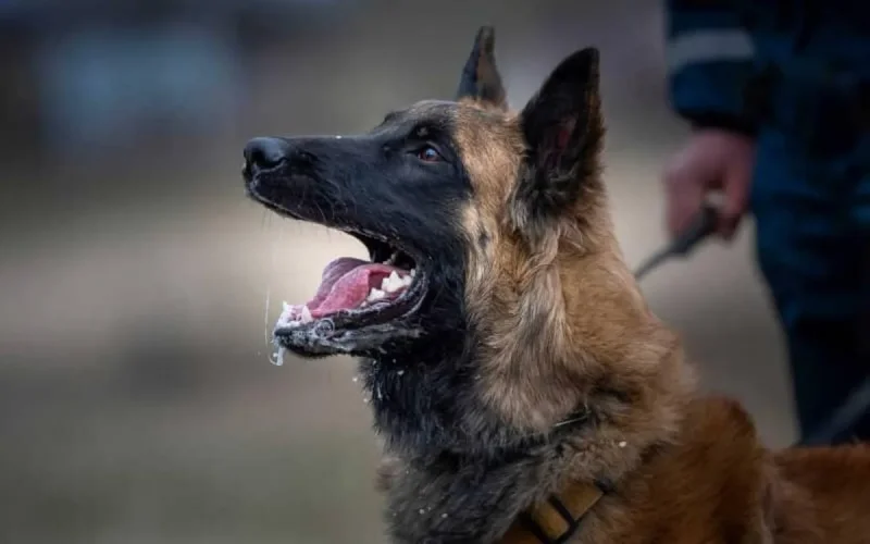 L'Espagne exposée à un risque élevé d'épidémie de rage en provenance du Maroc