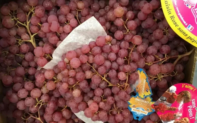 Un agriculteur français sauve son exploitation grâce à un raisin… marocain