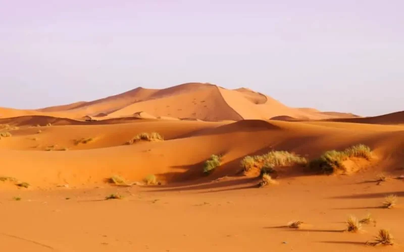 Découverte de fossiles d'auroch et de rhinocéros au Sahara 