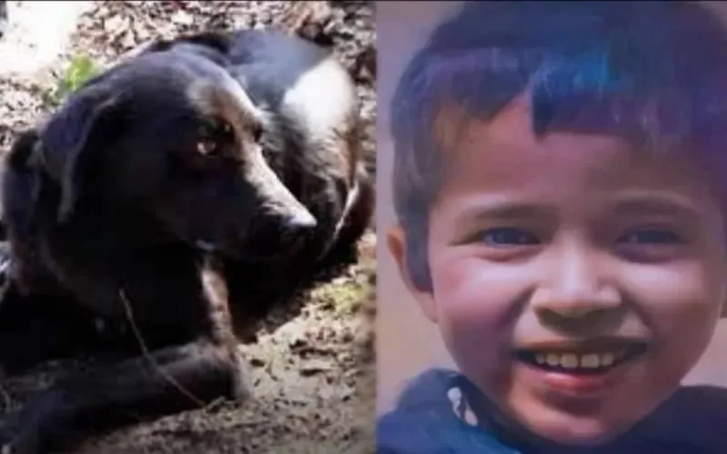 Le chien de Rayan refuse de quitter la tombe du garçonnet 