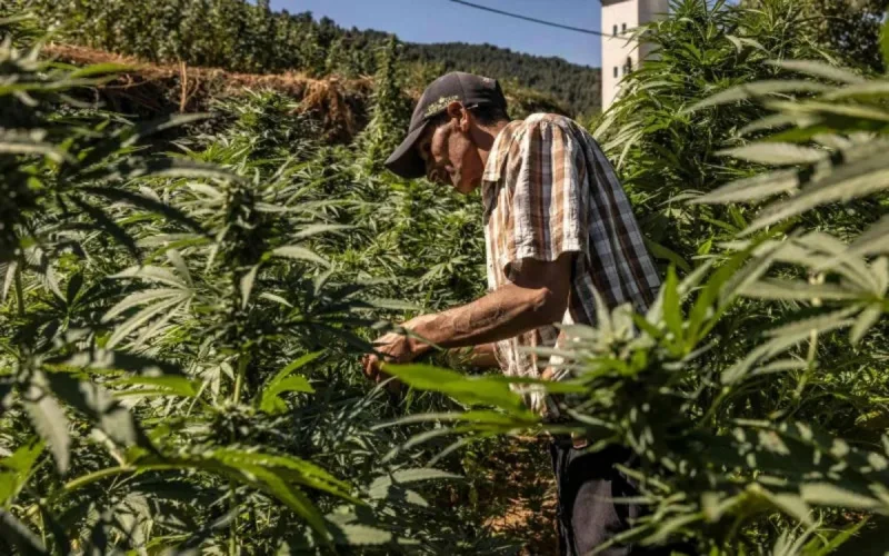 Maroc : Une première récolte légale de cannabis prometteuse