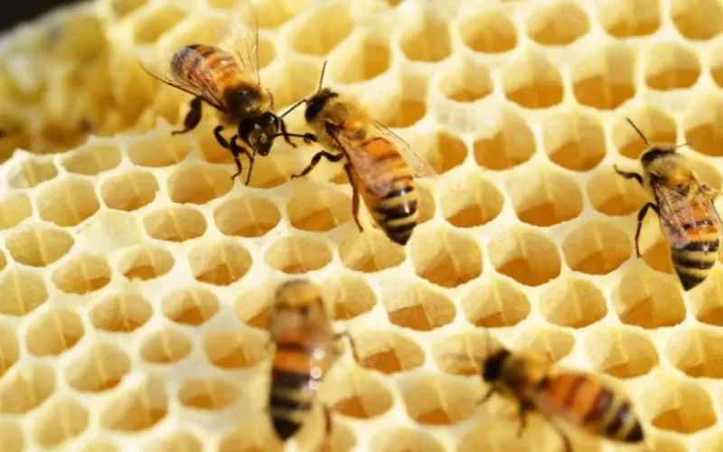 Disparition des abeilles : le Maroc va recenser les ruches désertées