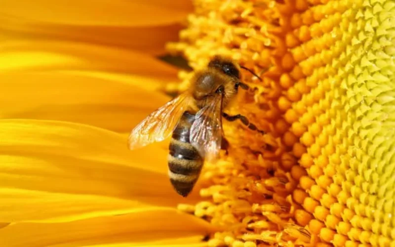 Disparition des abeilles : un phénomène inédit au Maroc