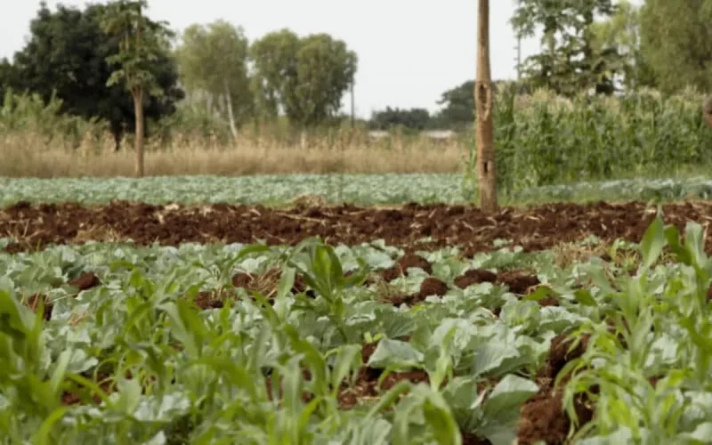 Le Maroc va faire un important don d'engrais à Saint-Vincent-et-les Grenadines