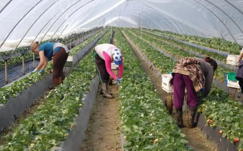  Les saisonnières marocaines, ces autres victimes de la crise entre le Maroc et l'Espagne