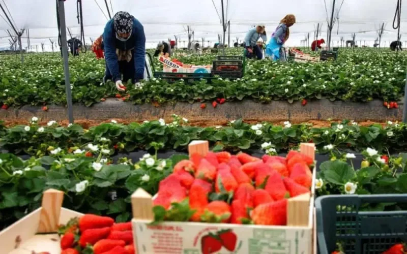 L'Espagne ne veut plus de saisonnières marocaines