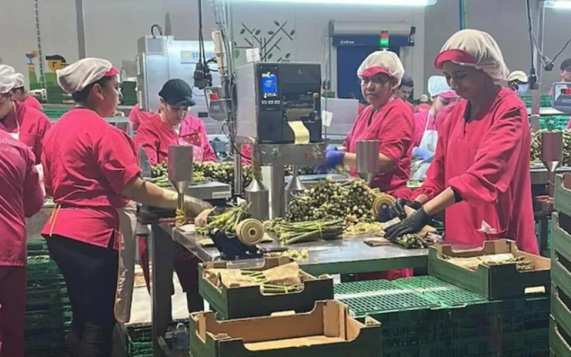 Des saisonnières marocaines « disparaissent » en Espagne