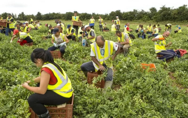 Les agriculteurs britanniques en quête de saisonniers marocains 