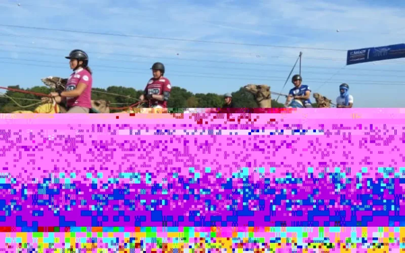 Le Maroc à l'honneur au 2ᵉ Salon international du dromadaire et des camélidés de Janvry