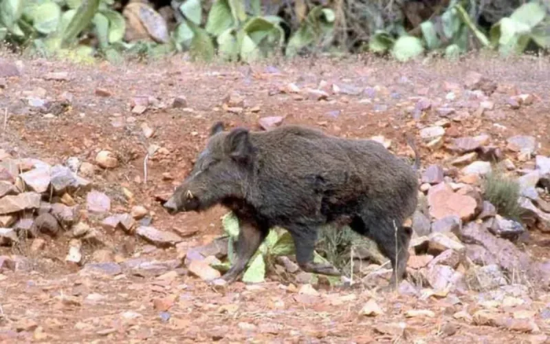 Maroc : les attaques de sangliers inquiètent