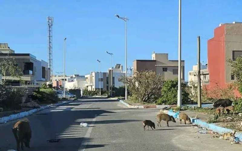 Essaouira : l'invasion de sangliers sème la peur et l'angoisse