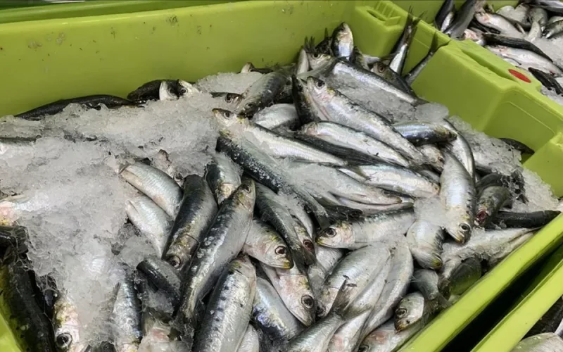 Les sardines marocaines vont-elles disparaitre des supermarchés français ? 