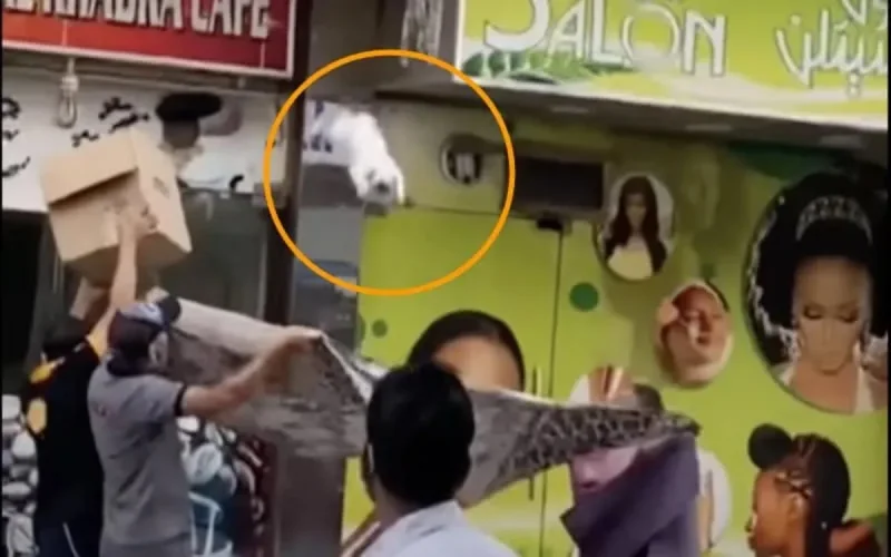 L'émir de Dubaï récompense le Marocain pour son geste héroïque (vidéo)