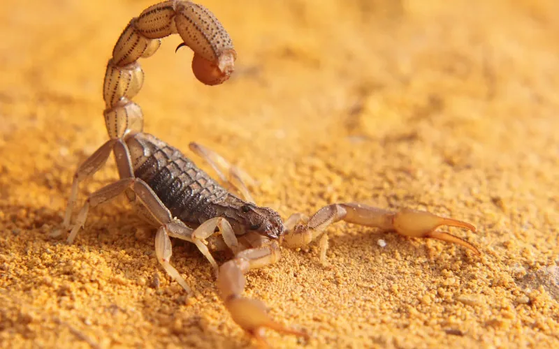 De retour du Maroc, une Française fait une étrange découverte 