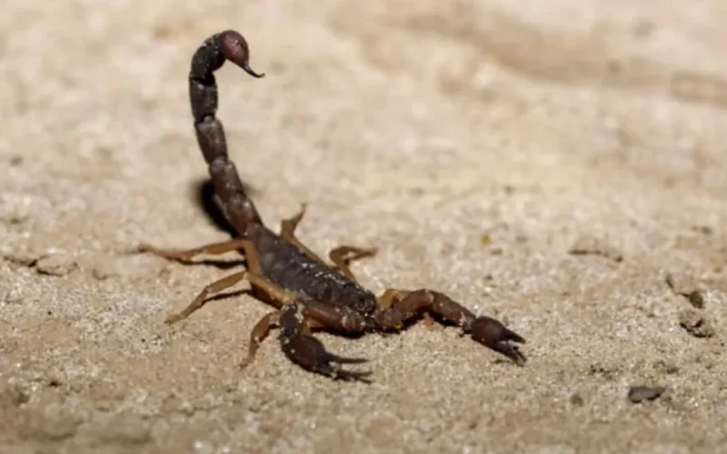 Maroc : les scorpions s'invitent pendant les vacances