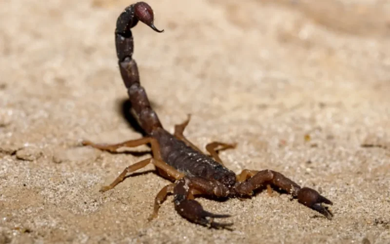 Scorpions au Maroc : Une IA révolutionnaire pour cartographier les espèces les plus mortelles