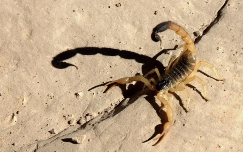 Maroc : quand les scorpions tuent