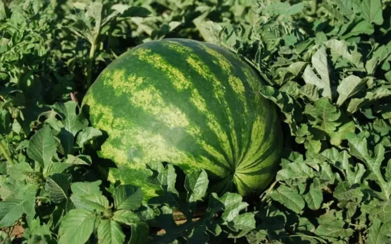 Un site archéologique détruit pour une ferme de pastèques à Zagora