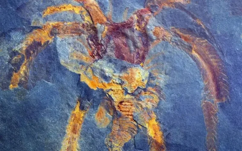 Découverte d'un important site fossilifère au Maroc