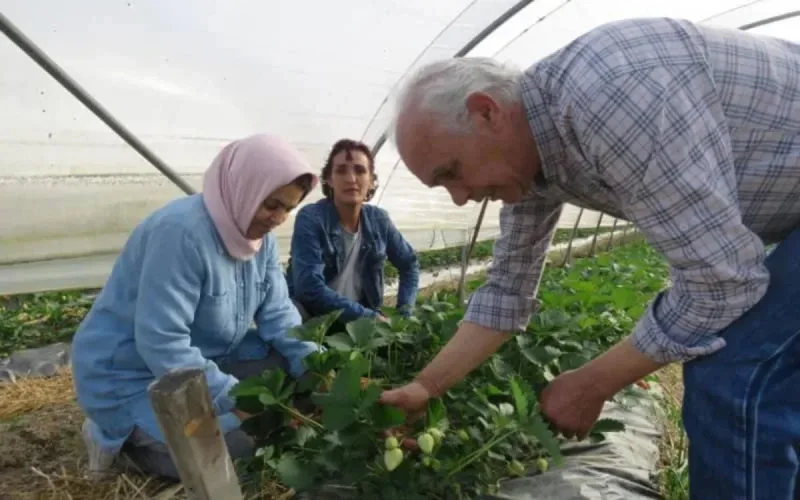 En France, un agriculteur marocain donne une deuxième vie aux fraises 