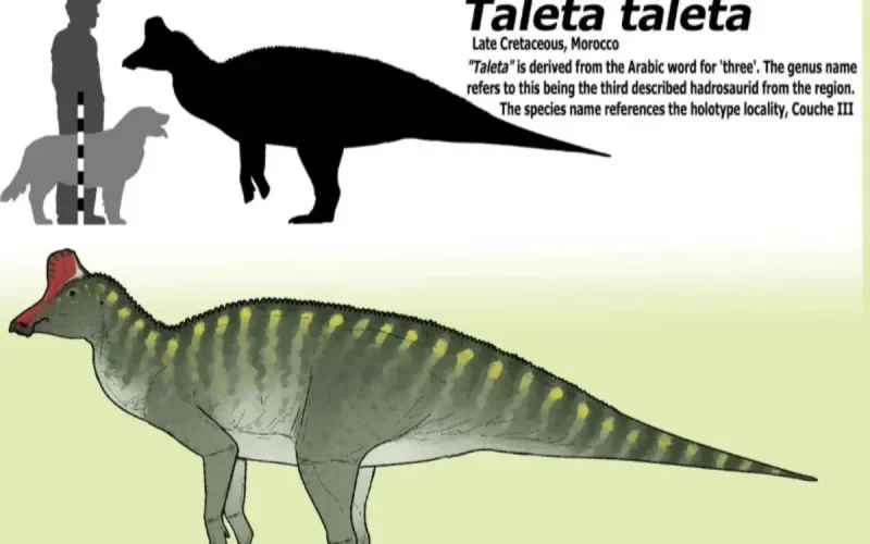 Ce dinosaure découvert au Maroc n'aurait jamais dû exister en Afrique. Voici pourquoi