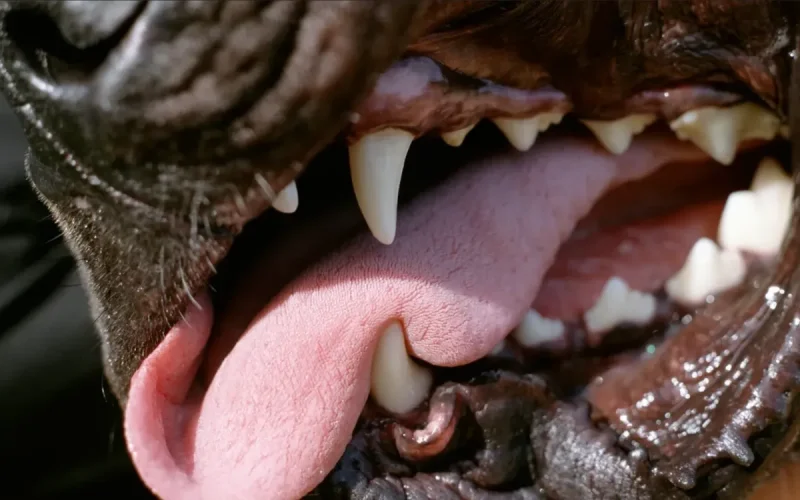 Tanger : un Pitbull sème l'horreur