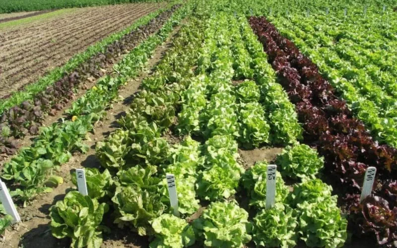 Scandale foncier à Fès : enquête ouverte contre des élus