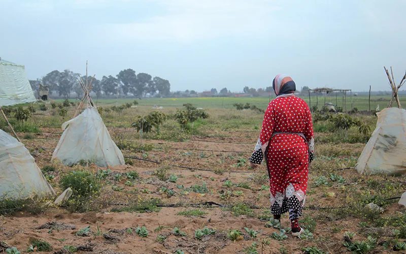 Maroc : la vente des terres collectives a rapporté gros à l'État