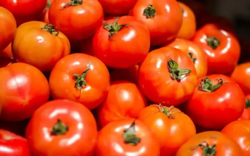 Royaume-Uni : le Maroc, 2ᵉ fournisseur de tomates devant l'Espagne