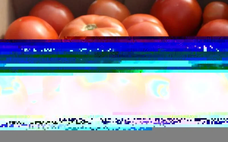 Tomates : le Maroc dépasse l'Espagne et devient 2ᵉ fournisseur de la Grande-Bretagne