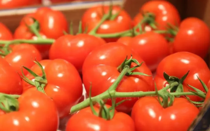 Agriculture : comment la tomate marocaine s'est imposée en tête du marché européen
