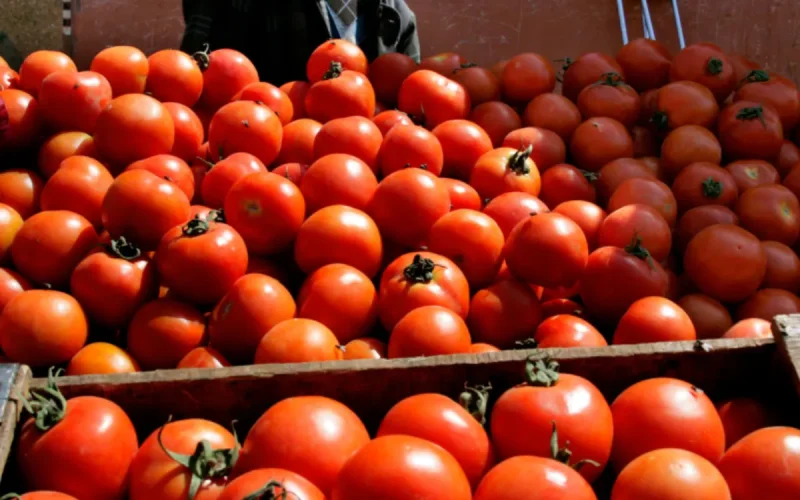 Tomate : le Maroc détrône l'Espagne et devient le roi absolu en Europe