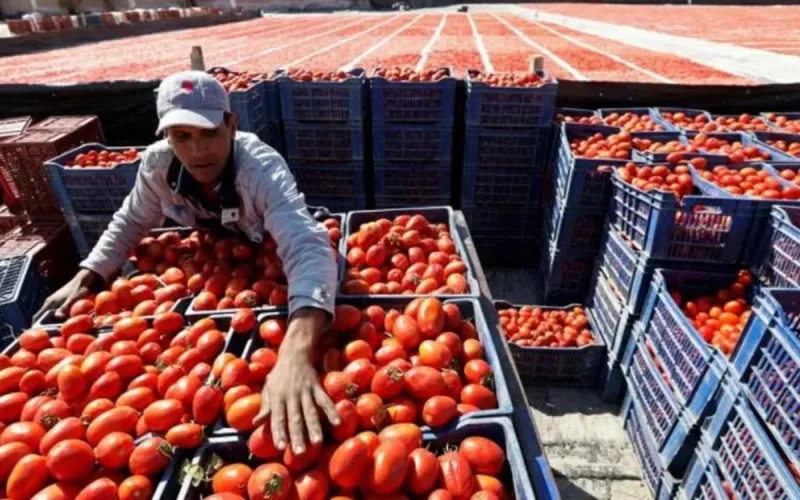 Tomates : pourquoi le Maroc est en train de gagner la guerre des prix face à l'Espagne