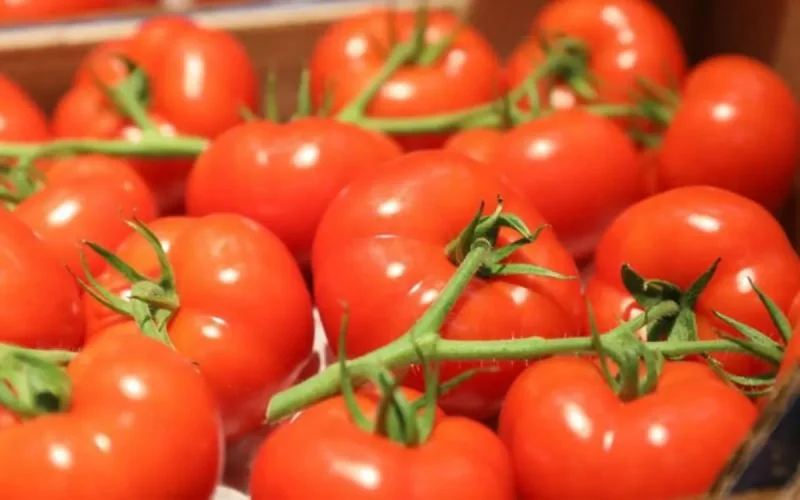 L'Espagne sonne la mobilisation contre la tomate marocaine