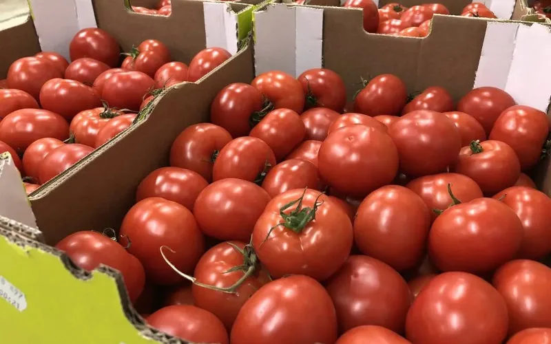 Les agriculteurs bretons dénoncent « l'invasion » de la tomate marocaine