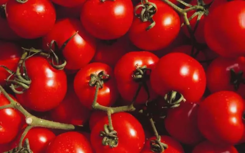 Les supermarchés britanniques affectés par la pénurie de tomates marocaines 