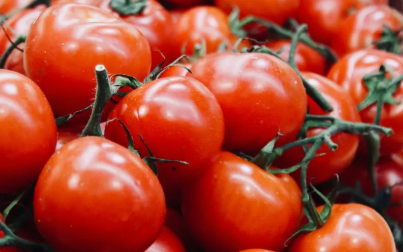 Tomates marocaines : Le Royaume écrase la concurrence avec 70% du marché européen !